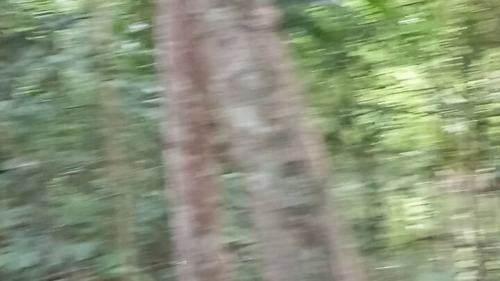 amazing forest