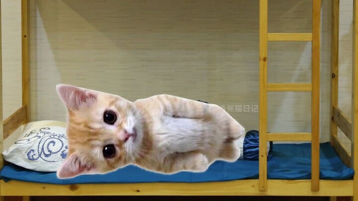 How to Return the Doll, Bananas, and Money to Banana Cat!