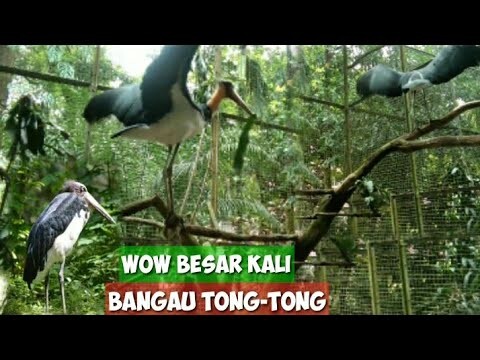 Melihat Langsung Burung Bangau Tong–Tong Teryata Besar Sekali  (Leptoptilos javanicus)