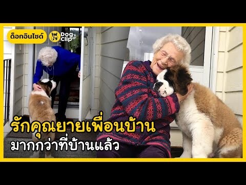 "โบรดี้" น้องหมาขนฟูเพื่อนซี้คุณยายข้างบ้าน | Dog's Clip