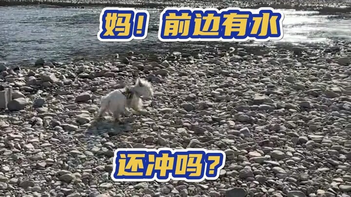 شيو غاو: أنا أندفع! أندفع! أندفع!