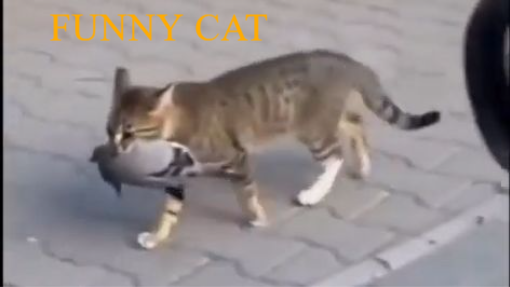 A man surprised a cat with his car's horn, until the cat releases his prey #funny