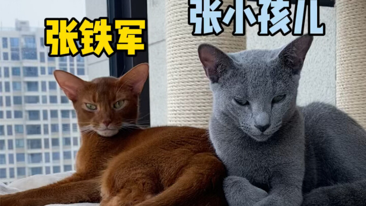 “Anh ta ôm một cái đầu hình tam giác, còn nuôi cả mèo nữa…”