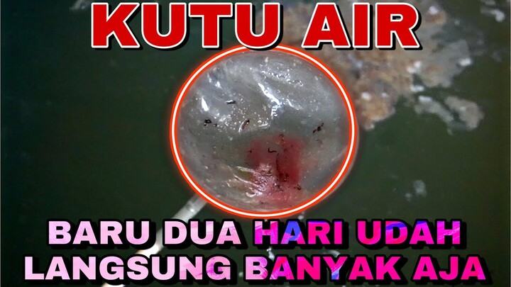 UPDATE KUTIR 2 HARI GIMANA ????