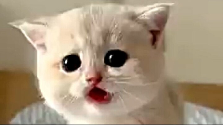 cat product