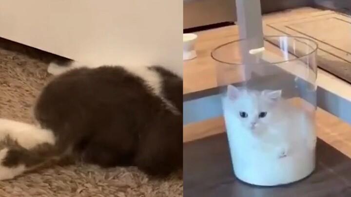 Cat Parent: If I hadn’t seen it with my own eyes, I’d never have known how my cat went missing.