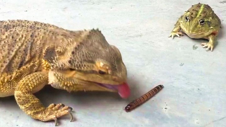 [Animals]Funny moment of lizard snatching food from bullfrog