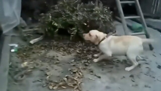 Barking dogs don't end well.