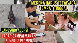 Alhamdulillah Sewa Rumah Untuk Kucing Jalanan 26 Juta Sudah Lunas Dan Nemu Anak Kucing Kelaparan.!