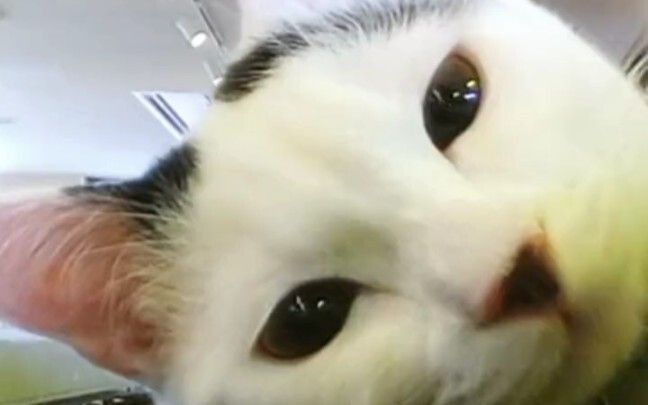 Cat Blocks the Toy Train