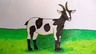 Cara menggambar kambing || Cara menggambar hewan qurban