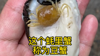 This crab living inside oysters is called a pea crab and is also the main ingredient of the world's 