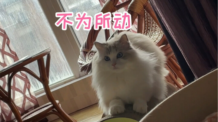 แนะนำว่าอย่าวางที่ฝนเล็บแมวไว้ในห้องนอนนะคะ