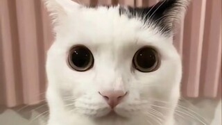 Beberapa swafoto dari kucing Lembah Horor