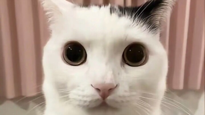 Some selfies of the Terror Valley Cat