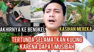 Astagfirullah Dapat Musibah Kasihan Kucing-Kucing Di Basecamp Cats Lovers Tv