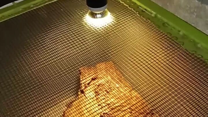 Biawak Varanus jobiensis, Varanus doreanus & Varanus Tanimbar dibersihin kandangnya