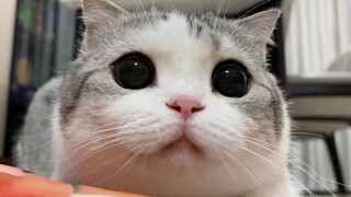 Tom và Jerry Không Bao Giờ Lừa Dối Tôi 2.0