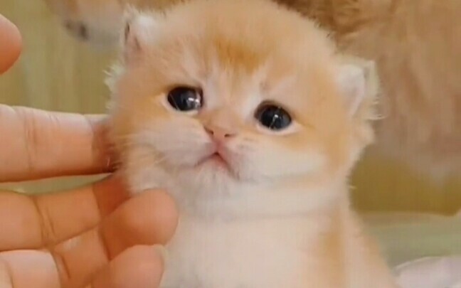 แมวชอบให้คุณลูบ (บำบัดจิตใจ)