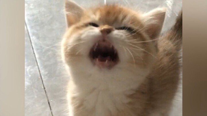 Apakah itu sedang memaki saya?