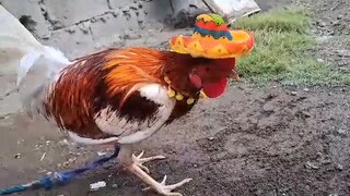 mexican bloodline