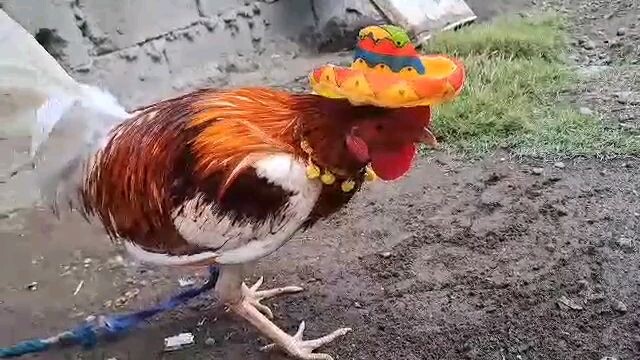mexican bloodline