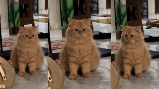 What a serious orange cat