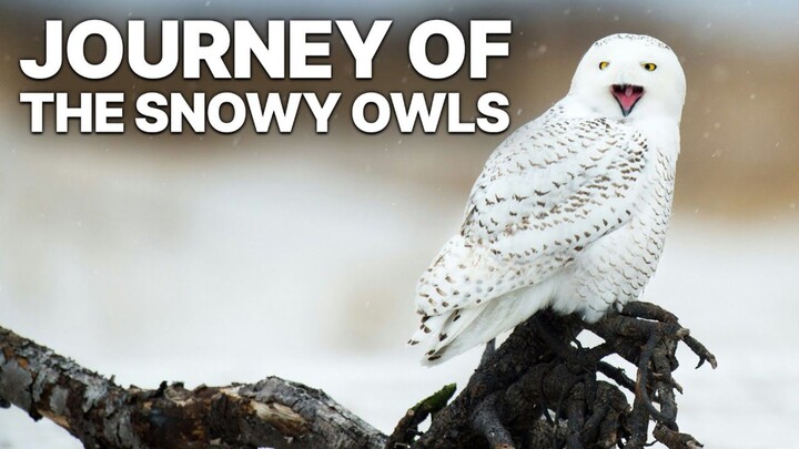Snowy Owls  Why Is It The Most Skilled Arctic Predator Wildlife Documentary (1080P_HD)