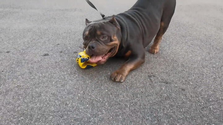 How naughty will my American Bully KK be when he saw a football?