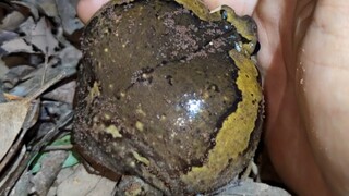 Exploding frog (flower-mouthed frog)
