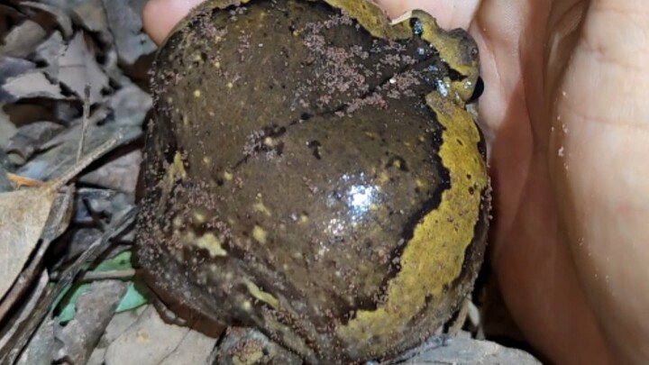 Exploding frog (flower-mouthed frog)