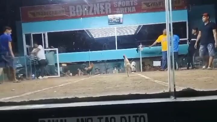2 hits ulutan using stag