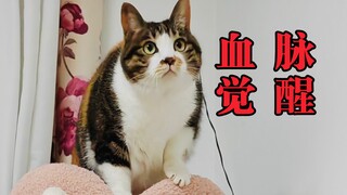 现在的宠物猫还会抓老鼠吗？结果出人意料！