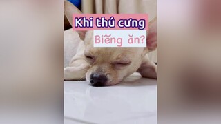 Trả lời  Cách trị thú cưng biếng ăn nha - Diễn viên Bự! chihuahua pet thucung thucungvuinhon thucungdethuong thucungcute chó chó_cưng