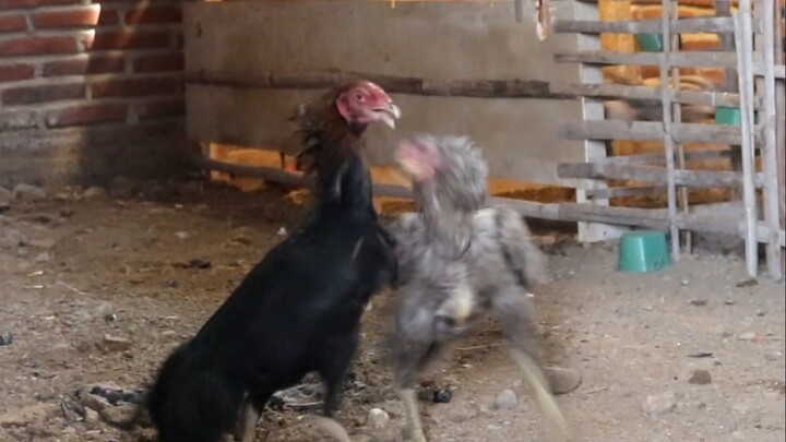 INDUK AYAM SUPER POWER