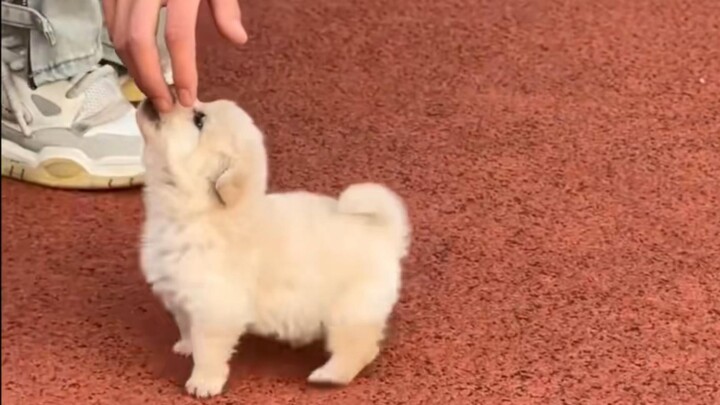 Rice fragrance paired with a little dog—listen once, and you'll stay up all night.