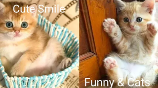 Funny & Cats - รวมน้องแมวน่ารัก 11