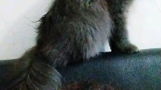 my cat so cute