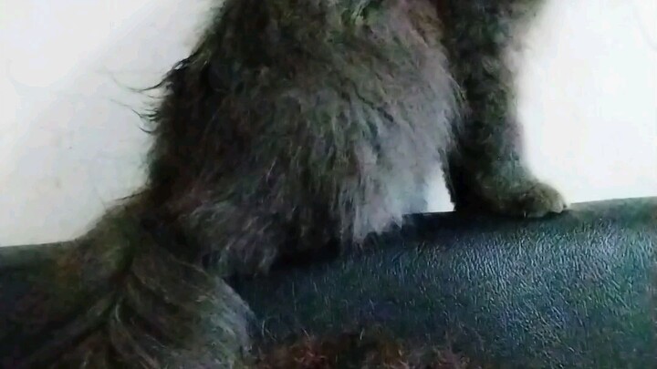 my cat so cute