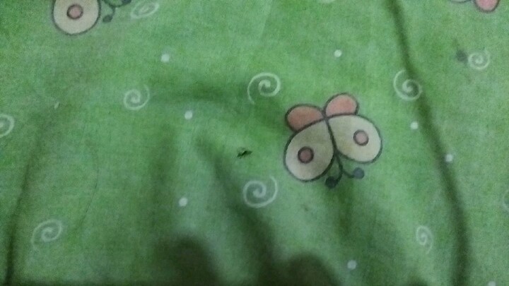 cara membunuh nyamuk dengan cara yang benar