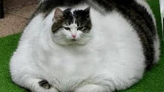 OMG So Cute Cats ♥ Best Funny Cat Videos 2020 #54
