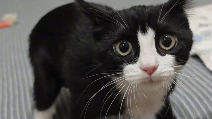 The stranger the cat, the more people love it!