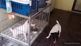 Meet my Jack Russell Terrier ( JRT)  - Marina and Django, super Kulit dog