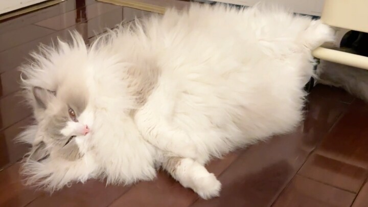 Kumpulan pose tidur si babi keberuntungan～