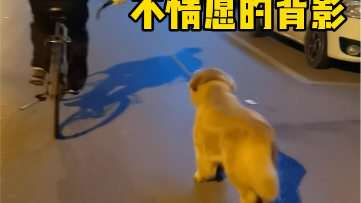 Đến xem cảnh tập luyện của chú sói người!