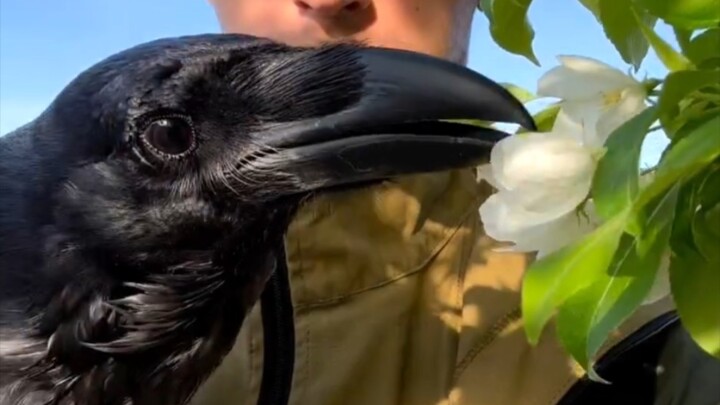 Gagak memetik sebungkus bunga dan memberikannya kepada tuannya.