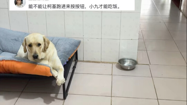 Anh chàng người Anh xuất hiện, NPC Tiểu Cửu