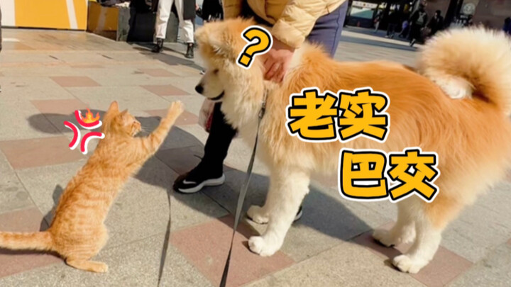 Vậy thì, vì sao mèo con lại cứ hay trêu chọc chó lớn vậy?