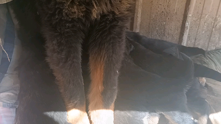 Daily feeding baby, life is hopeless [laughing and crying]