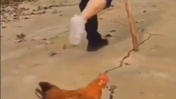 Côn Côn đáng đánh